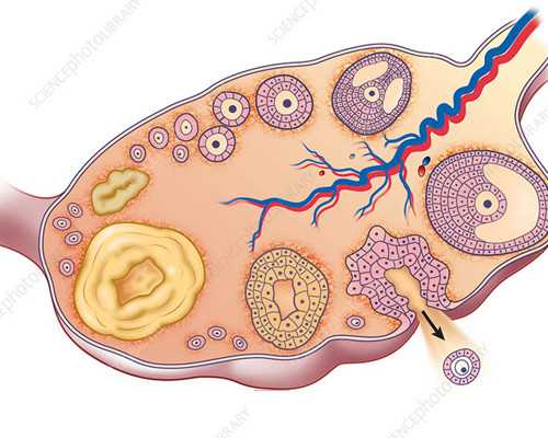 国内借卵生子_借卵借腹生子的危害,南昌三代借卵试管生男孩多少钱附费用明细