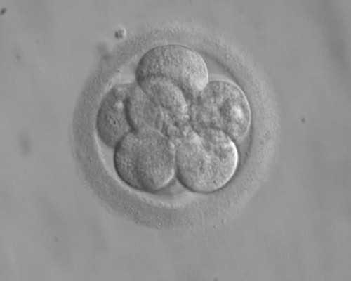 四川妇产医院能做三代试管婴儿移植手术吗？,四川试管私立医院哪家最好?四川