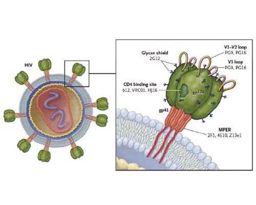 2026四川独生子女费发放新规定,四川子宫肌瘤的病因有哪些