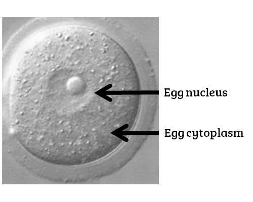 小班平衡游戏教案 学乌龟走路小班教案