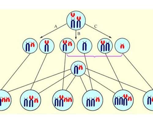 借卵费用_50岁借卵助孕,我国可以借卵做试管婴儿的有哪几家公立医院