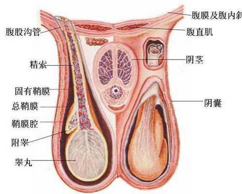 备孕的秘密武器！红豆薏米的功效和吃法大揭秘！